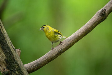 Fototapeta premium siskin