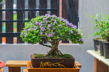 Mini bonsai tree in the flowerpot on bonsai stand a natural background - 507469527