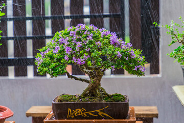 Mini bonsai tree in the flowerpot on bonsai stand a natural background - 507469530