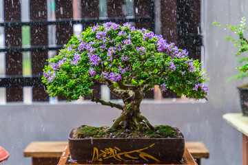 Mini bonsai tree in the flowerpot on bonsai stand a natural background - 507469549