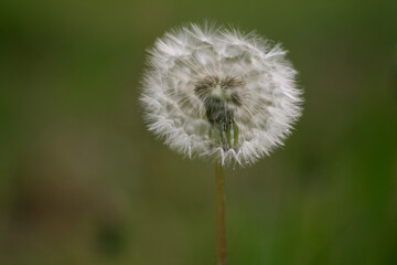 dandelion head