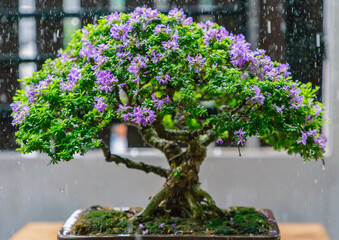 Mini bonsai tree in the flowerpot on bonsai stand a natural background - 507469567