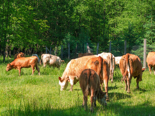 Fototapeta na wymiar Flock of cows on a meadow