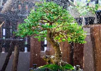 Foto op Plexiglas Mini bonsai tree in the flowerpot on bonsai stand a natural background © akkalak