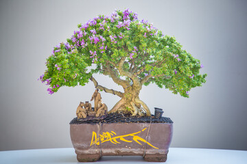 Mini bonsai tree in the flowerpot on bonsai stand a natural background - 507469590