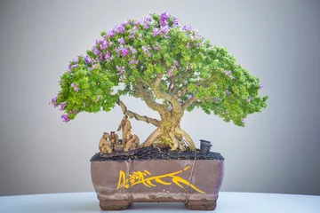 Tuinposter Mini bonsai tree in the flowerpot on bonsai stand a natural background © akkalak