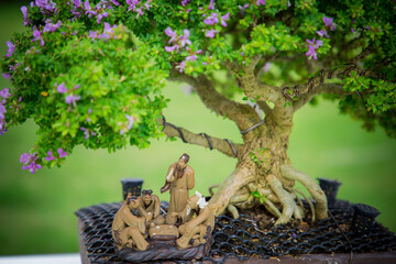 Mini bonsai tree in the flowerpot on bonsai stand a natural background - 507469597