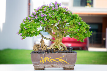 Mini bonsai tree in the flowerpot on bonsai stand a natural background - 507469599
