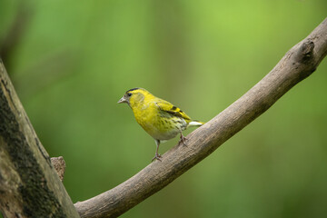 Obraz premium siskin
