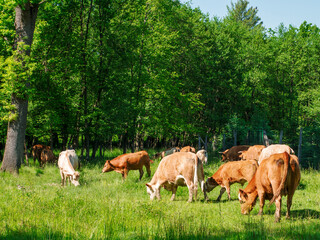 Obraz premium Flock of cows on a meadow
