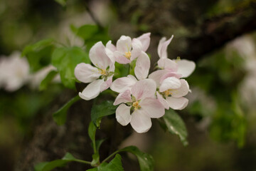 Obraz na płótnie Canvas apple tree blossom