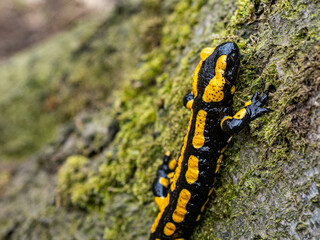 Feuersalamander