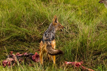 wild dogs eating a meat in Ngorongoro crater in Tanzania - Africa. Safari in Tanzania