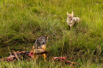 wild dogs eating a meat in Ngorongoro crater in Tanzania - Africa. Safari in Tanzania