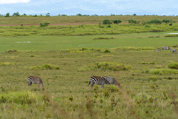 Zebras in Ngorongoro crater in Tanzania - Africa. Safari in Tanzania looking for a zebras