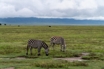 Fototapeta na wymiar Zebras in Ngorongoro crater in Tanzania - Africa. Safari in Tanzania looking for a zebras