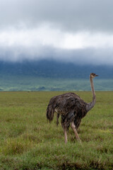 ostrich in Ngorongoro crater in Tanzania - Africa. Safari in Tanzania