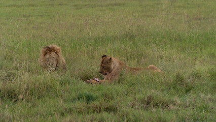 Fototapeta na wymiar Lion in Ngorongoro crater in Tanzania - Africa. Safari in Tanzania looking for a lions