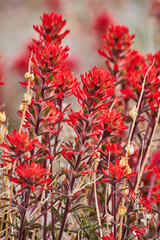 Close view of colorful red flowers on plant in desert