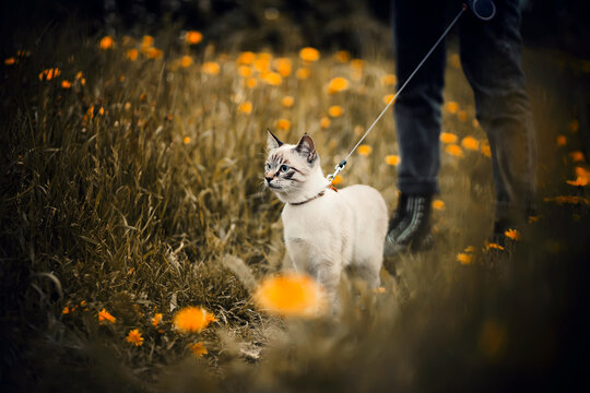A beautiful cute tabby cat walks on a leash with its owner in a clearing overgrown with yellow dandelion flowers on a summer day. Walking with a pet in nature.