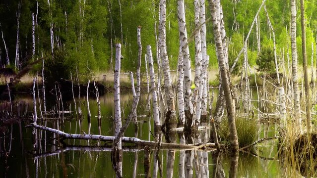 Moorland near Gifhorn, Germany, with a dead forest of broken white birch trees rotting in the shallow water