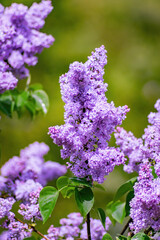 Obraz premium Lilac blossoms in spring