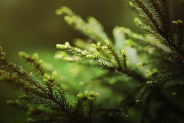 Beautiful green lush branches of a fir tree in a spruce forest on a sunny summer day. Coniferous trees. The nature of the taiga.