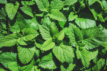Green peppermint leaves nature background