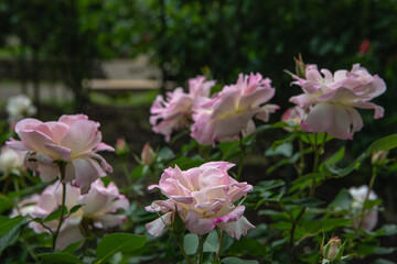 Obraz premium 薔薇園の薔薇 マチルダ