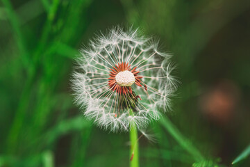 White dandelion close up view, green background
