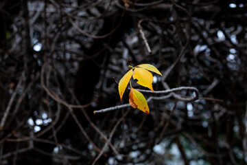 Few yellow and green autumn leaves left on a tree. Bright autumn summer natural background