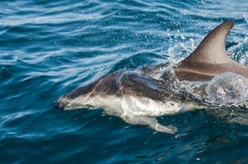 Fototapeta premium Dusky dolphin jumping , Peninsula Valdes , Unesco World Heritage Site, Patagonia , Argentina.