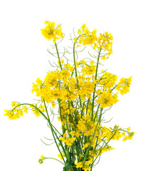 Fresh canola flowers.