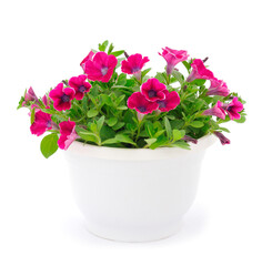 Bouquet of flowers sulfinia in a pot.