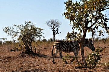 Zebra Südafrika