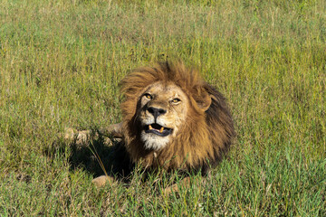 Naklejka na ściany i meble Lion in Serengeti National Park in Tanzania - Africa. Safari in Tanzania looking for a lions