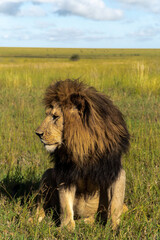 Lion in Serengeti National Park in Tanzania - Africa. Safari in Tanzania looking for a lions