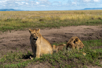 lioness in Serengeti National Park in Tanzania - Africa. Safari in Tanzania looking for a lions