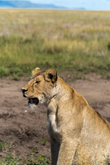 Fototapeta na wymiar lioness in Serengeti National Park in Tanzania - Africa. Safari in Tanzania looking for a lions