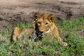 Lion in Serengeti National Park in Tanzania - Africa. Safari in Tanzania looking for a lions