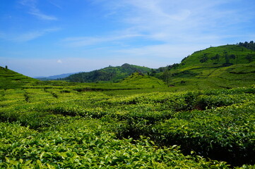 Fototapeta na wymiar Tee Plantage Indonesien