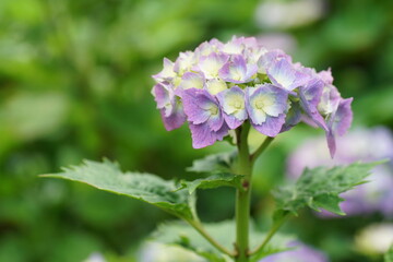 京都の宇治の三室戸寺の紫陽花