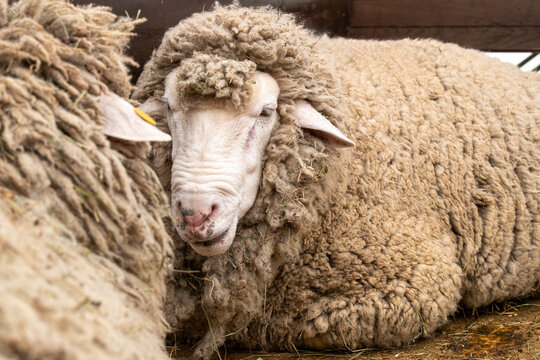 Saxon Merino Rams. Saxon wool is the highest quality superfine wool in the world