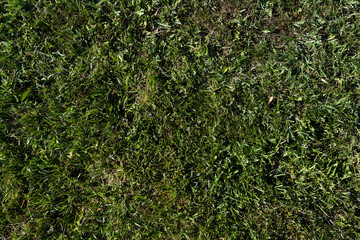 Green grass background. Lawn texture.