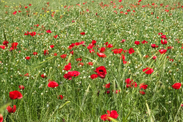 Fototapeta premium Field sown with poppies and clover