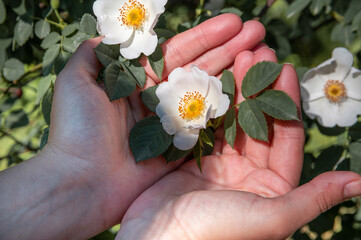 Hands of the child with flowers