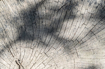 Old wood background. Natural wooden texture.