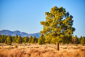 Desert shrub field with lone green pine tree and mountains in distance