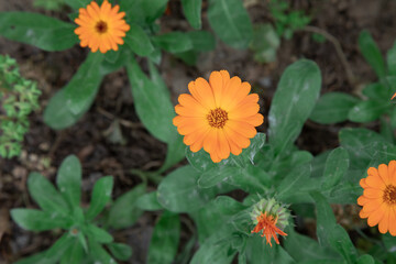 Calendula flowers. Calendula. Flowers with leaves in meadow.