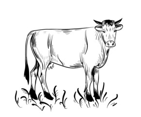 Fototapeta premium Cow grazing in the meadow. Farming. Hand drawn in doodle style.Vector illustration.